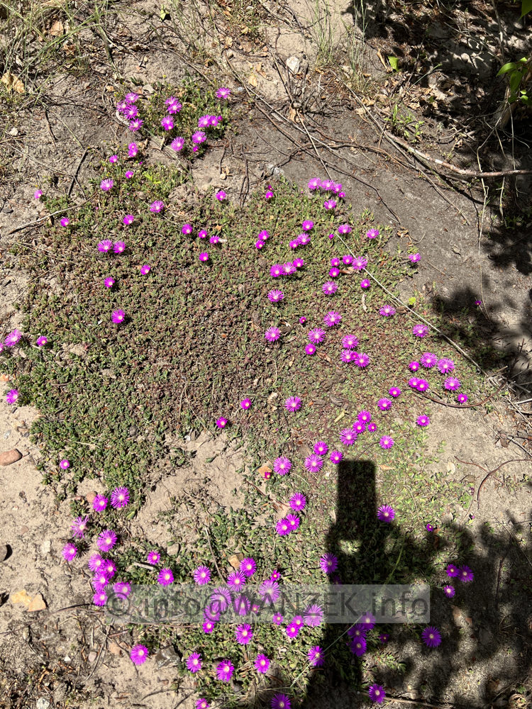 Delosperma cooperi - Mittagsblume.jpg
